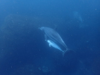 P5230083 2
