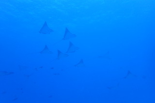 P1251192