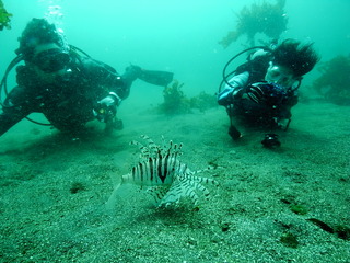 M0017135
