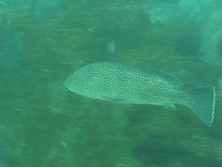 M0012568