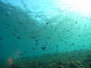 井田はお魚いっぱい♪ 12.31井田