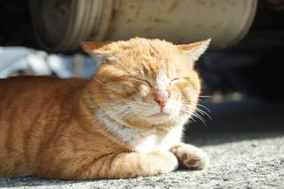 DSC04604