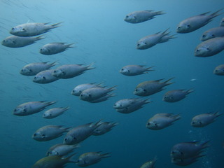 P70800552