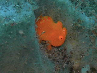 カエルアンコウ