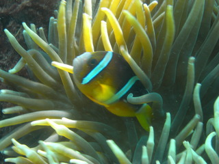 M0010990
