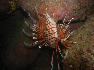 M1018352