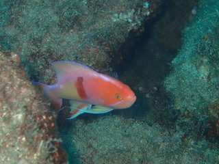 P8220044