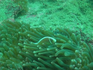 ハナビラクマノミ 9.13福浦