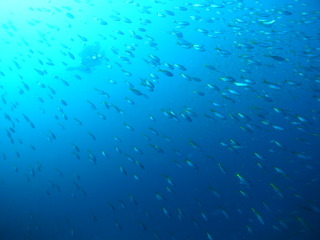 M0023593