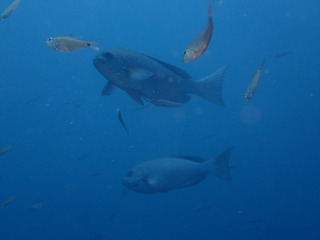 P7270445