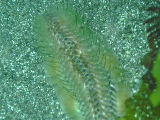 M0010335