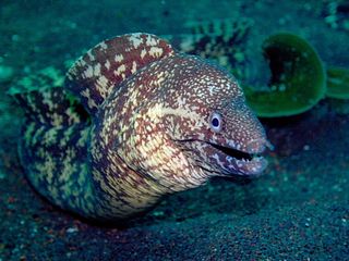 ウツボ大迫力