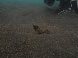 オオウミウマ 10.24~26三宅島