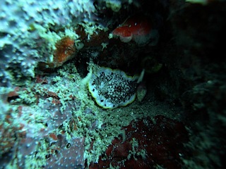 サラサウミウシ