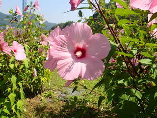 P7260022