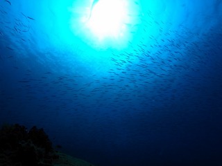 水面を覆う魚群