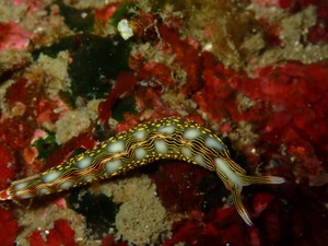 P2260054