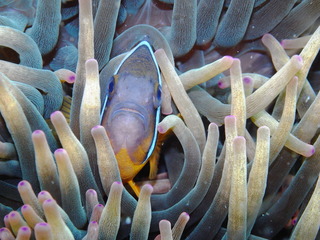 M0021546