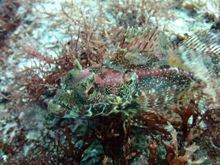 P4200249