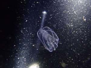 P8270047