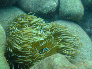 DSCF4979
