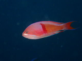 P6280297