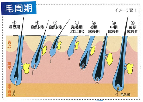 イラスト切り取り②