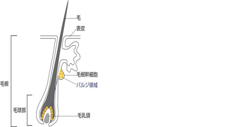 バルジ領域