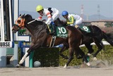 ホッコータルマエ