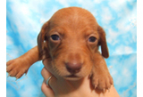 jack dog