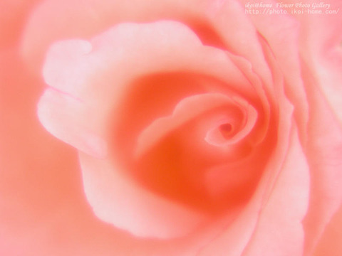137225725550913214833_ikoiWP109_800N