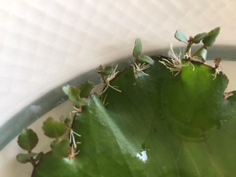 幸せの葉