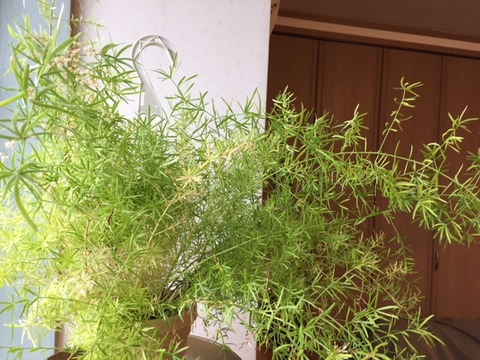 アスパラ