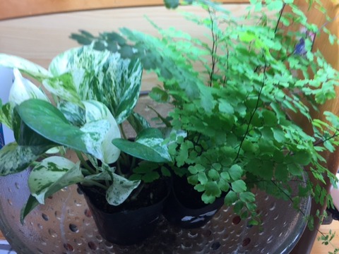 アジアン