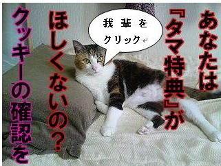 ������ŵ����äƤ���������