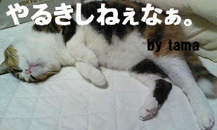 �������åȤ����ڴ�