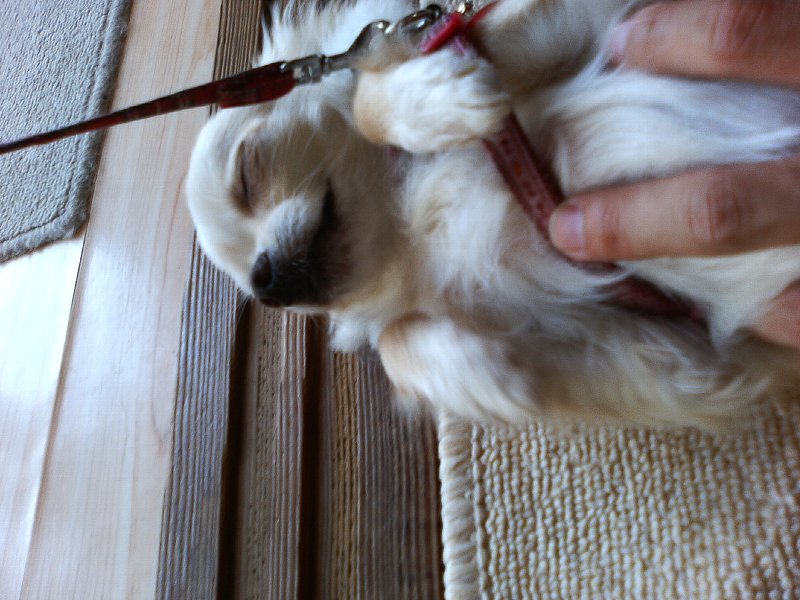 はな