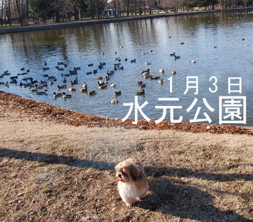 べべの水元公園お正月