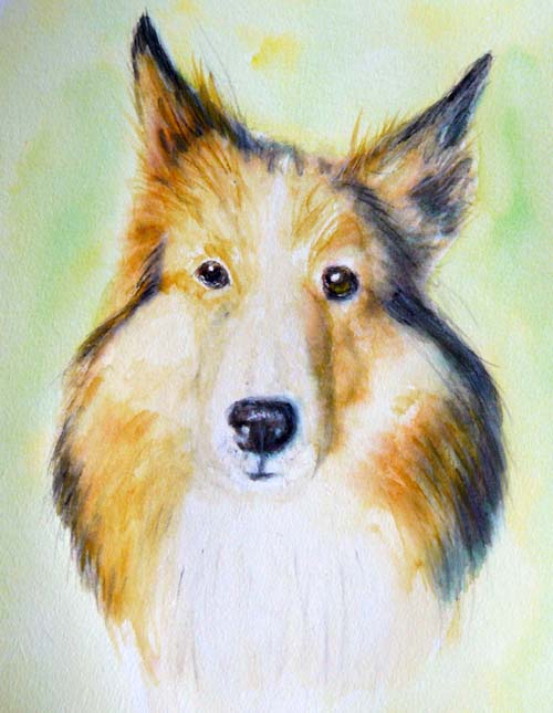 コリー犬ラッキーの水彩画