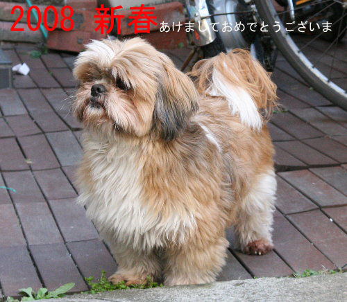 新年