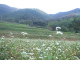 秦野の風景