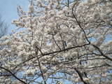 道部の桜2