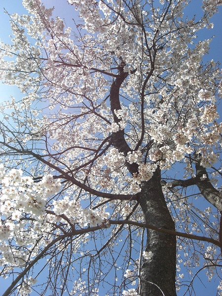������������쥤���ʡ�