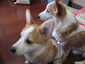 誰が来るかなぁ・・・