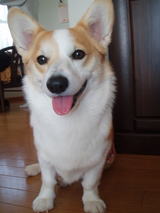 maigonana
