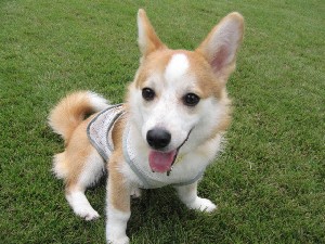 かりん