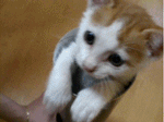 tumblr_lgf4lxumzd1qeffw5o1_250