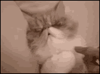 tumblr_ldnt8vJFeI1qzschmo1_250