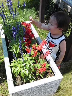 お花みたり