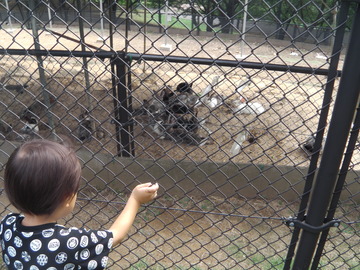 ウサギさん見物